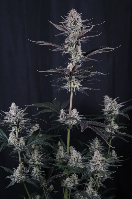 Mendo Guava van Fast Buds