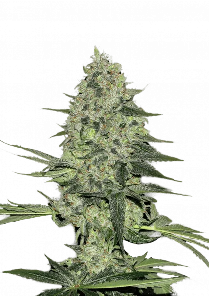 Rhino Ryder van Fast Buds