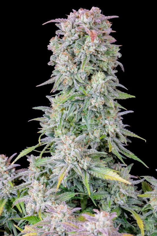 Afghan Kush van Fast Buds