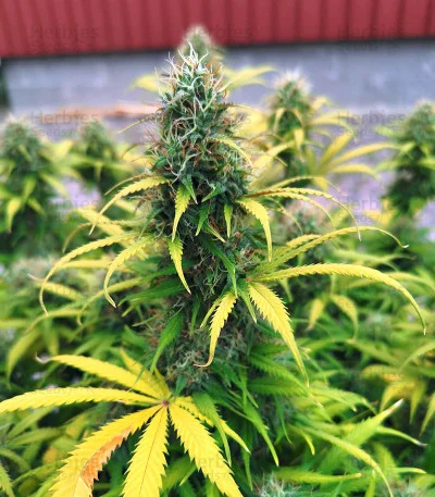 Original Critical van Fast Buds