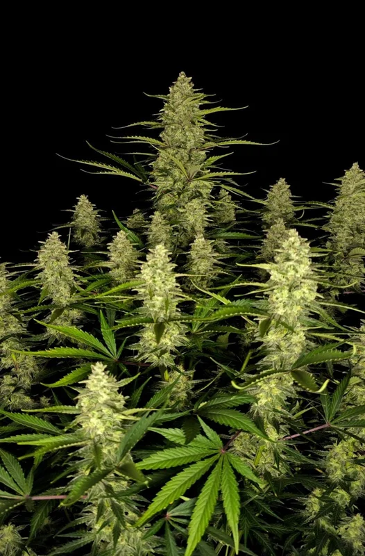 Papaya Cookies van Fast Buds
