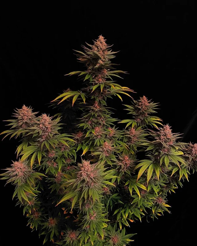 Purple Lemonade van Fast Buds