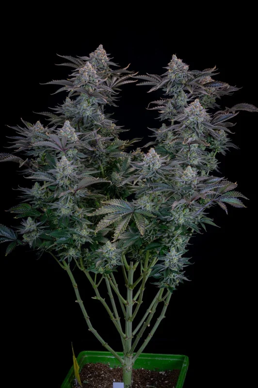 Gorilla Cookies van Fast Buds