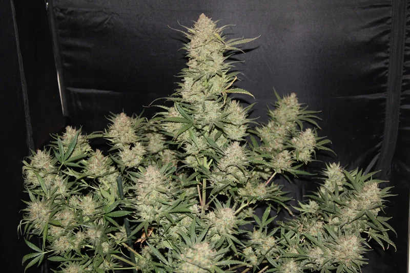 OG Kush van Fast Buds
