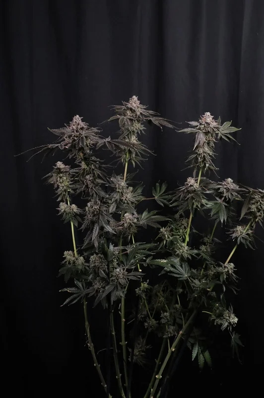 Z42 van Fast Buds