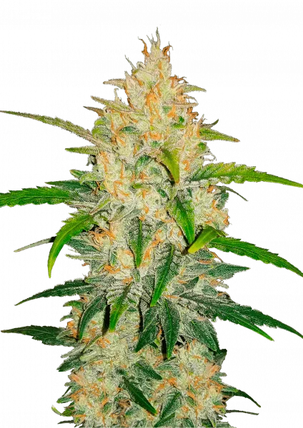 Z van Fast Buds