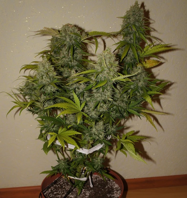 Grapefruit van Fast Buds
