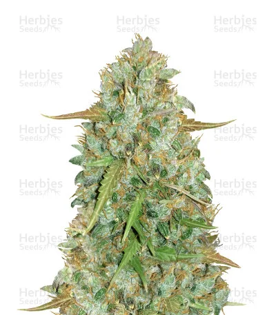 Original BubbleGum van Fast Buds