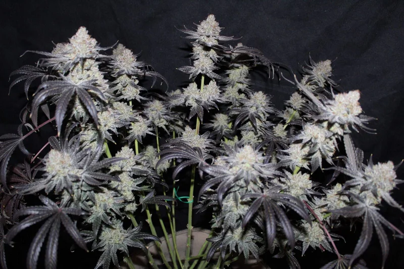 Tropicana Cookies van Fast Buds