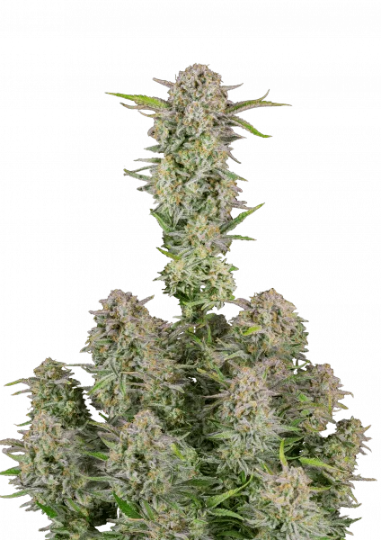 Bruce Banner van Fast Buds