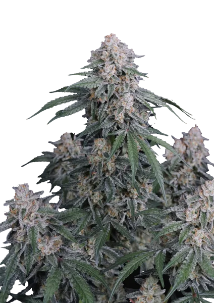 GMO van Fast Buds