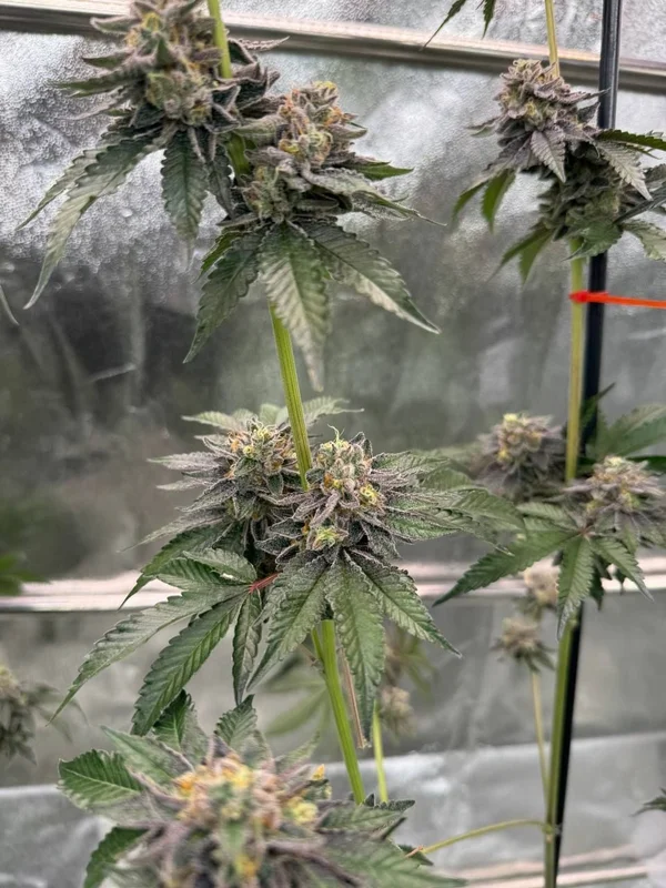 Gary Sherbet van Fast Buds