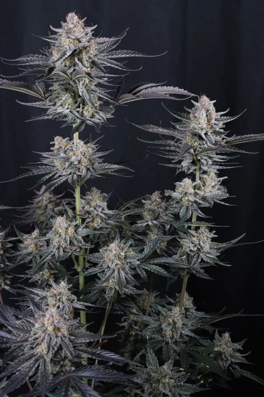 Mendo Guava van Fast Buds