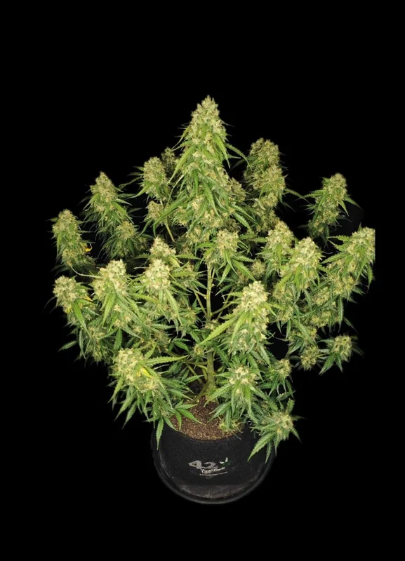 Sour Jealousy van Fast Buds