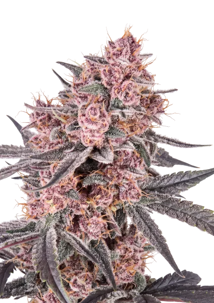 Mango Cherry Runtz van Fast Buds