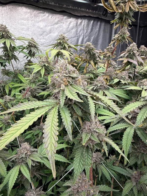 Biscotti Gelato van Fast Buds