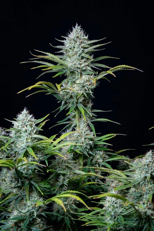 White Widow van Fast Buds