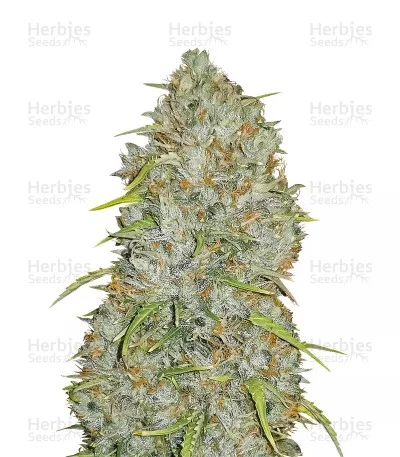 Original Jack Herer van Fast Buds