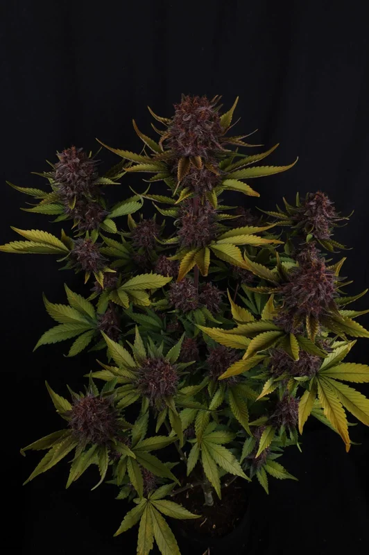 Purple Lemonade RF3 van Fast Buds