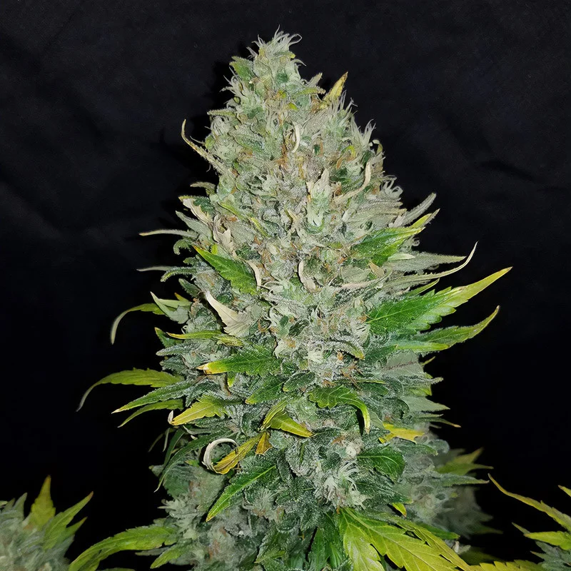 Zkittlez van Fast Buds