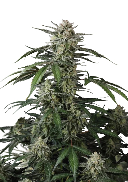 Banana Guava van Fast Buds