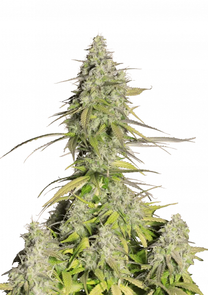 Girl Scout Cookies van Fast Buds