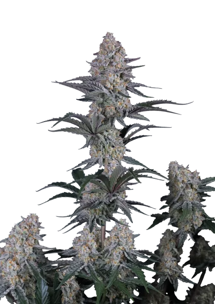 Guava Sundae van Fast Buds