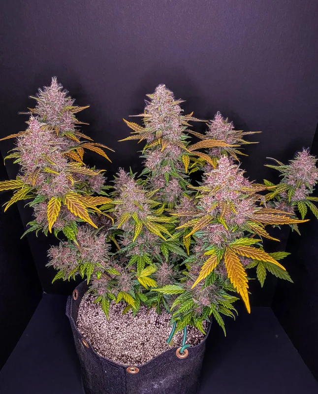 LSD-25 van Fast Buds