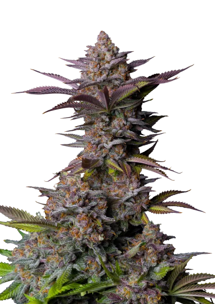 Tropicana Cookies van Fast Buds