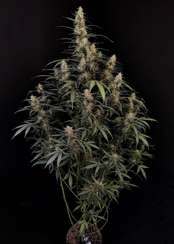 Amnesia Haze van Fast Buds