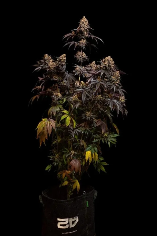 Papayton van Fast Buds