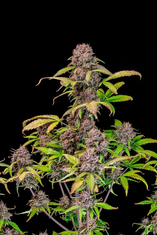 Lemon Cherry Cookies van Fast Buds