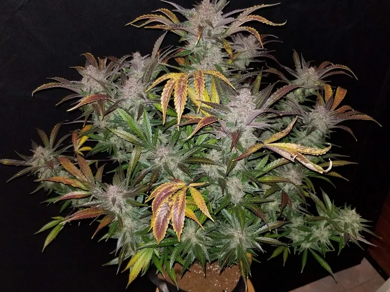 Cream Cookies van Fast Buds