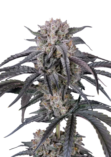 Mango Frost van Fast Buds