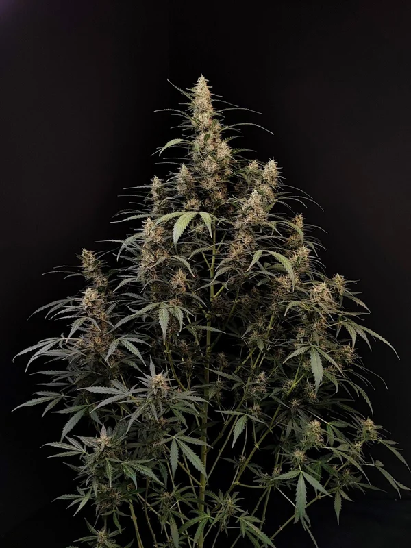 Amnesia Haze van Fast Buds