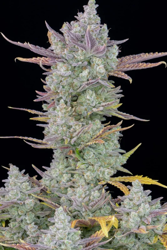 Gorilla Cookies van Fast Buds