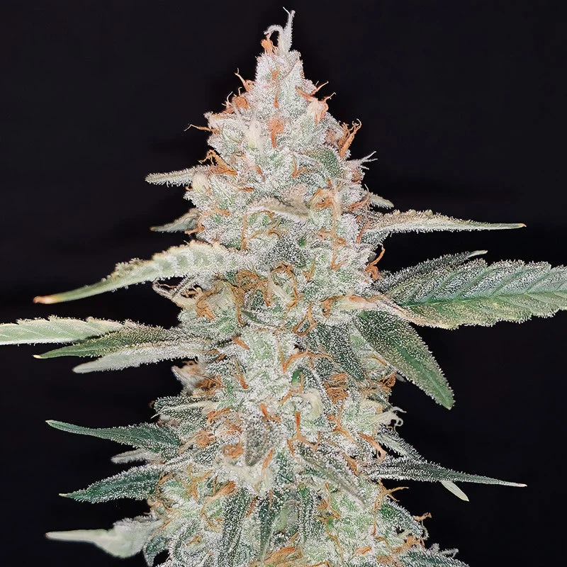 Gorilla Glue van Fast Buds
