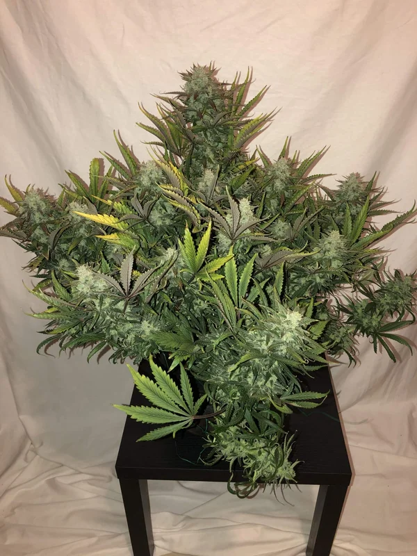 Gorilla van Fast Buds