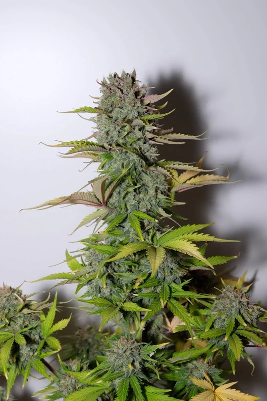 G14 van Fast Buds