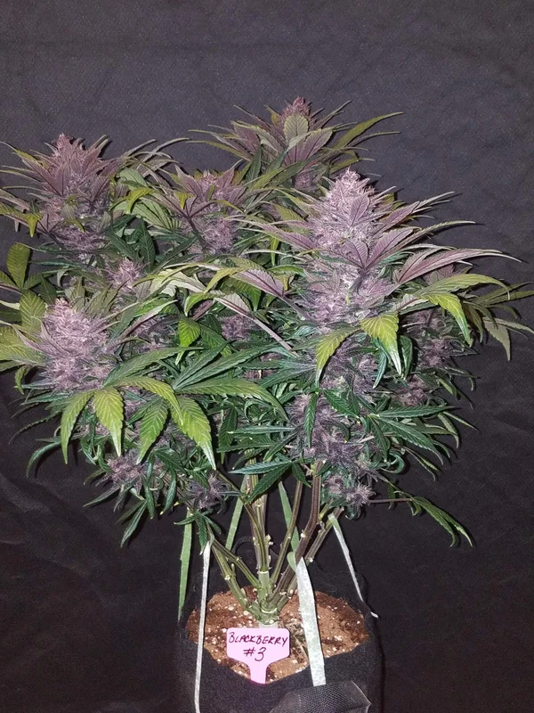 Blackberry van Fast Buds