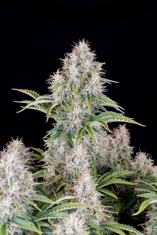 Cinderella van Fast Buds