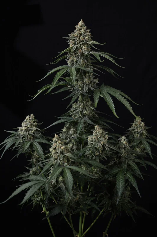 Banana Cherry Cookies van Fast Buds
