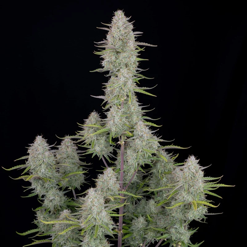 Wedding Cheesecake van Fast Buds