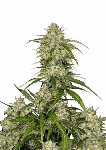 Sour Jealousy van Fast Buds