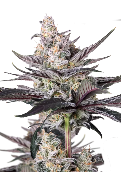 Mendo Guava van Fast Buds