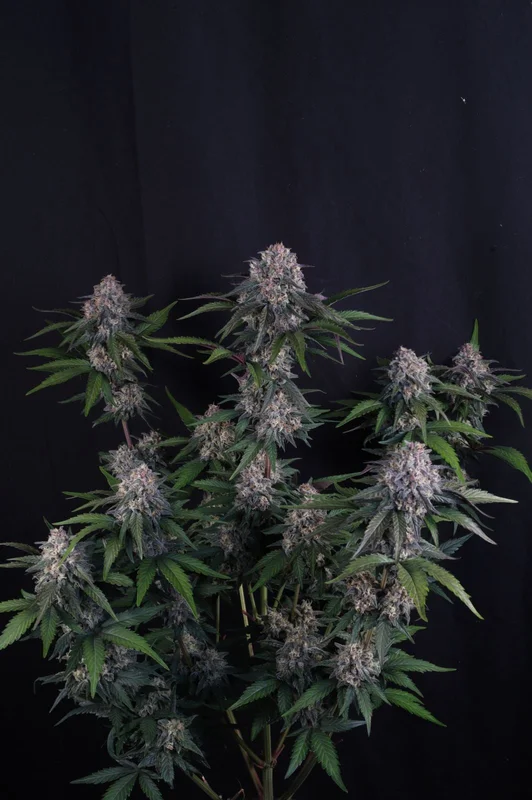 Lemon Cherry Sundae van Fast Buds