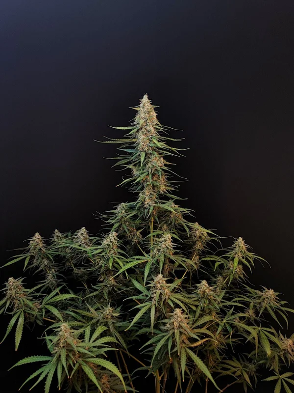 Sour Diesel van Fast Buds
