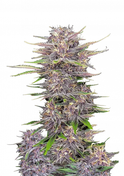 Banana Purple Punch van Fast Buds