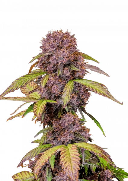 Lemon Cherry Cookies van Fast Buds