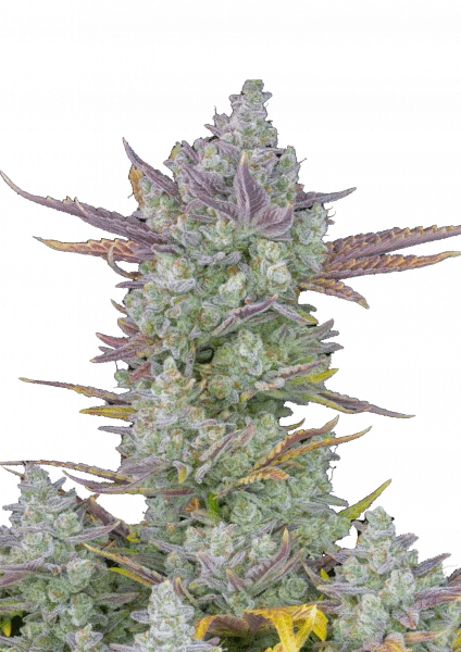 Gorilla Cookies van Fast Buds